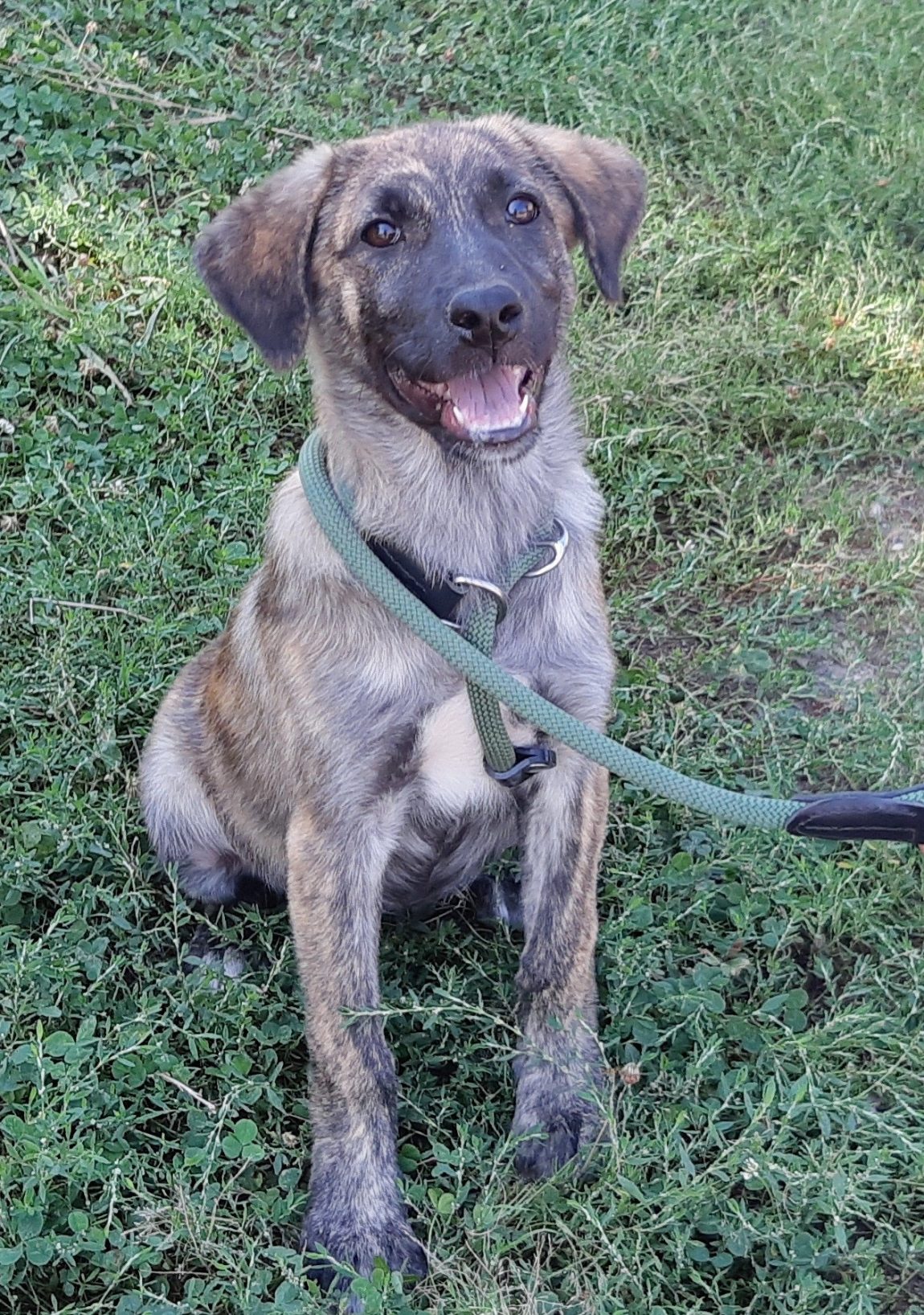 0091EE1AED5441F39EB44E1E66B3B4F6 A Better Life Dog Rescue