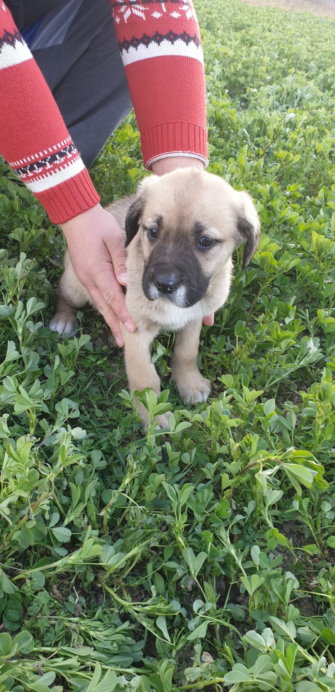 835D2085E58D46008E5F69F81E0C941C A Better Life Dog Rescue