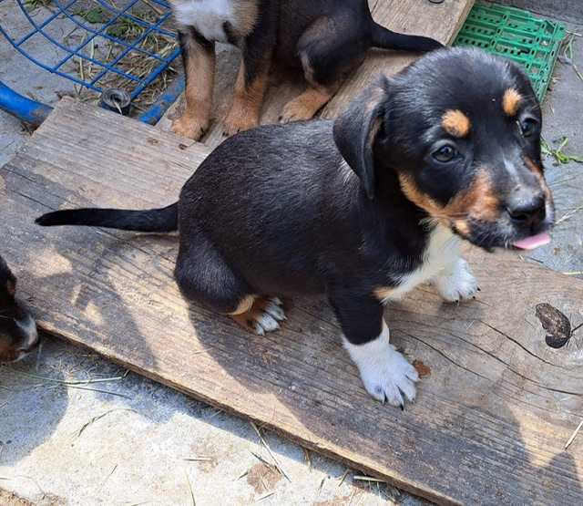 Bonita | A Better Life Dog Rescue